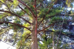 IMG_20190927_081449_158